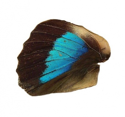 PREPONA SP HIND WING